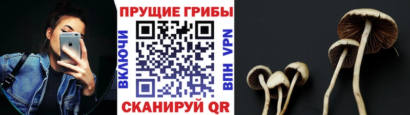 Галлюциногенные грибы прущие грибы  Дно 
